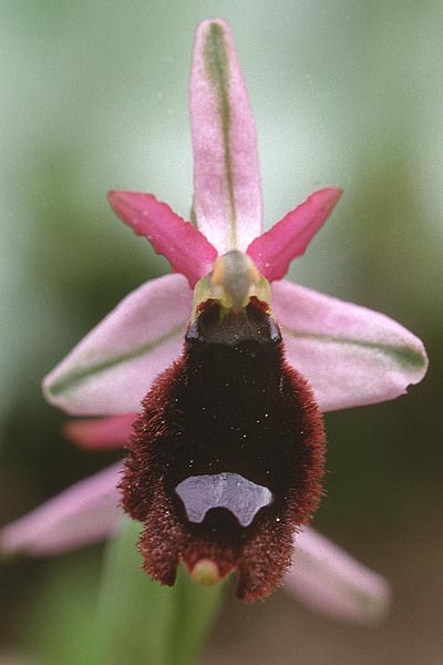 Ophrys explanata \ Ausgebreitete Ragwurz / Outspread Bee Orchid, Sizilien/Sicily,  Palermo,Monte Catalfano 30.3.1998 