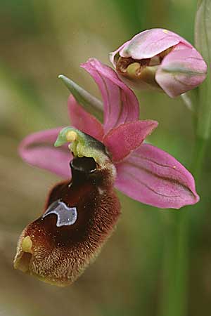 Ophrys explanata x grandiflora, Sizilien/Sicily,  Palermo,Monte Catalfano 30.3.1998 