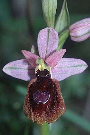 Ophrys explanata x grandiflora, Sizilien/Sicily,  Niscemi 11.3.2002 