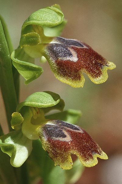 Ophrys flammeola \ Flammen-Ragwurz / Flame Bee Orchid, Sizilien/Sicily,  Cammarata 29.4.1998 