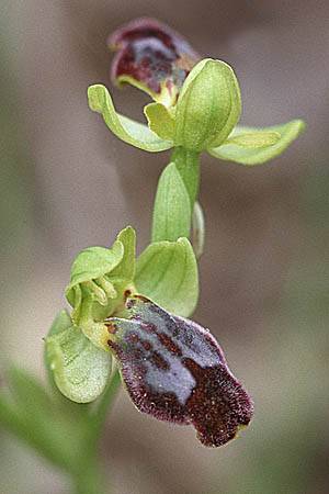 Ophrys gackiae, Sicily Niscemi 31.3.98
