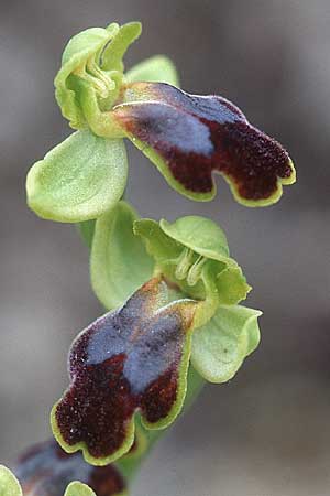 Ophrys sabulosa ?, Sicily Niscemi 31.3.98