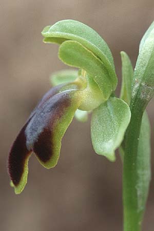 Ophrys sabulosa ?, Sicily Niscemi 31.3.98