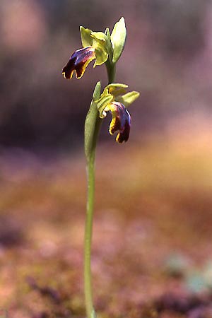 Ophrys fusca s.l., Sicily Niscemi 2.3.03 (Photo: Helmut Presser)