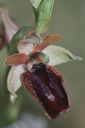 Ophrys garganica subsp. garganica x lunulata, Sizilien/Sicily,  Passo delle Pantanelle 11.3.2002 