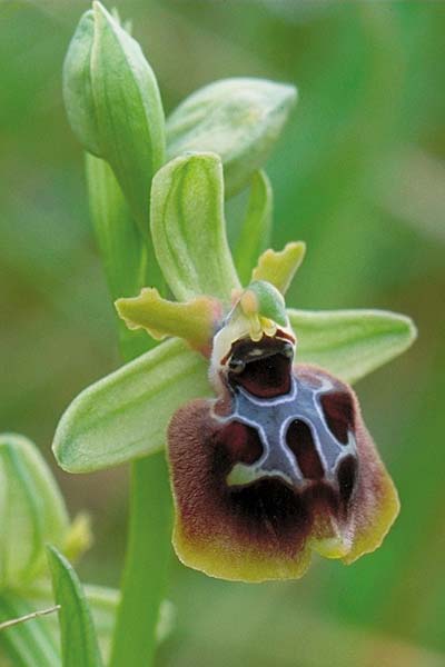 Ophrys garganica subsp. garganica x oxyrrhynchos, Sizilien/Sicily,  Passo delle Pantanelle 31.3.1998 