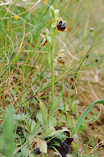 Ophrys garganica subsp. garganica x oxyrrhynchos, Sizilien/Sicily,  Passo delle Pantanelle 31.3.1998 