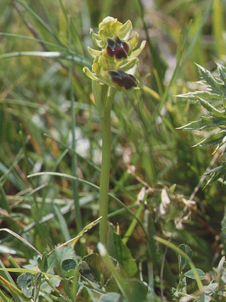 Ophrys laurensis \ Monte-Lauro-Ragwurz / Monte Lauro Orchid, Sizilien/Sicily,  Buccheri 27.4.1998 