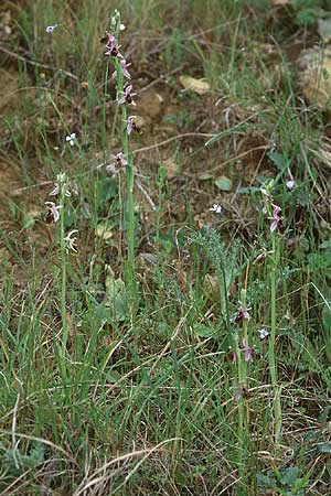 Ophrys lunulata, Sizilien/Sicily  Gela 31.3.1998 
