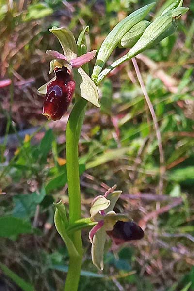 Ophrys lunulata x sphegodes, Sizilien/Sicily,  Prov. Ragusa 11.3.2021 (Photo: Enzo Lanza)