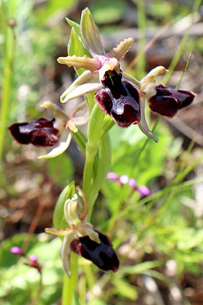 Ophrys lunulata x sphegodes, Sizilien/Sicily,  Prov. Ragusa 11.3.2021 (Photo: Enzo Lanza)