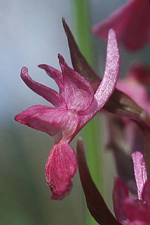 Dactylorhiza markusii x romana, Sizilien/Sicily,  Madonie, Cefalu 6.4.1998 