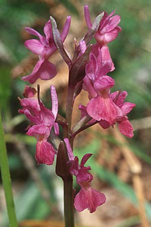 Dactylorhiza markusii x romana, Sizilien/Sicily,  Madonie, Cefalu 6.4.1998 
