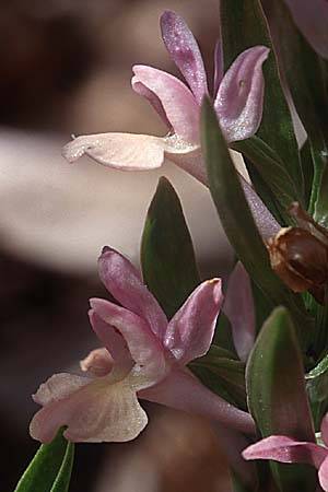 Dactylorhiza romana x sambucina, Sizilien/Sicily,  Ätna/Etna 7.4.1998 
