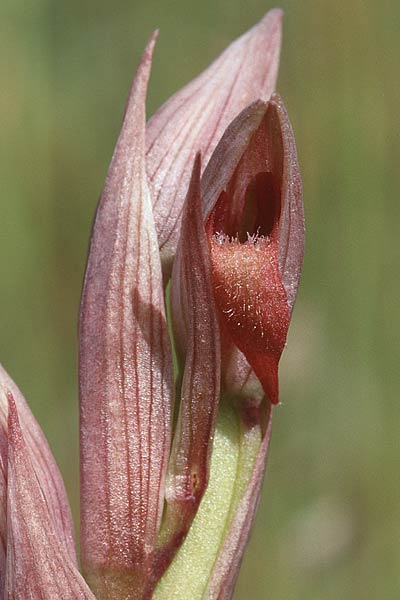 [click] Serapias parviflora, Sizilien/Sicily,  Ferla 27.4.1998 