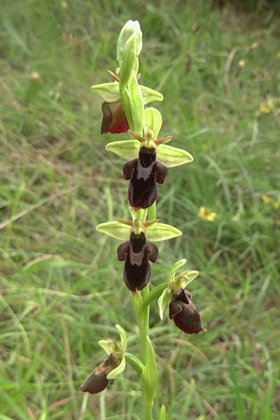 Ophrys holubyana x insectifera, Slowakei/Slovakia,  Kltor pod Znievom 13.6.2021 (Photo: Jan Kocna)