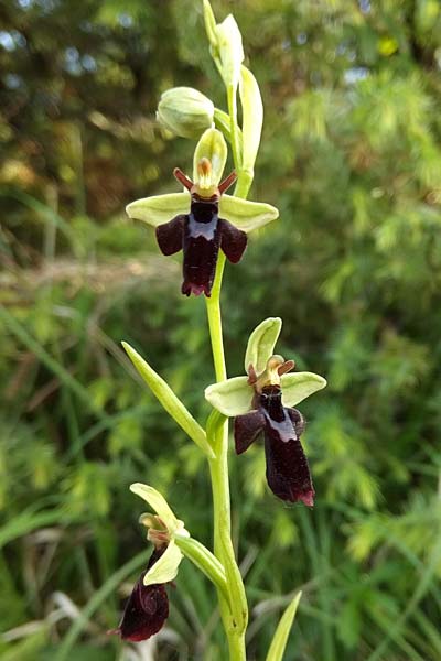 Ophrys holubyana x insectifera, Slowakei/Slovakia,  Kltor pod Znievom 13.6.2021 (Photo: Jan Kocna)