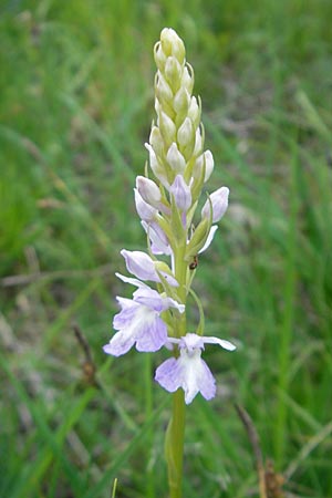 Dactylorhiza fuchsii x transsilvanica, Slowenien/Slovenia,  Nova Vas 27.6.2010 
