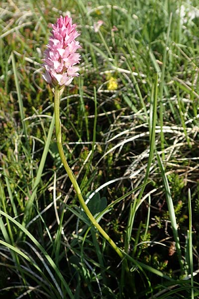 Gymnadenia odoratissima x Nigritella lithopolitanica, Slowenien/Slovenia,  Koschuta 7.7.2019 