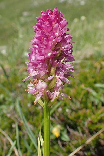 Gymnadenia conopsea s.l. x Nigritella lithopolitanica, Slowenien/Slovenia,  Koschuta 7.7.2019 