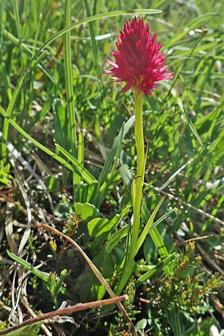 Nigritella kossutensis x ravnikii, Slowenien/Slovenia,  Koschuta 7.7.2019 