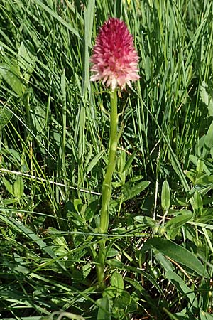 Nigritella lithopolitanica var. luciae \ Lucia-Kohlröschen / Lucia Vanilla Orchid, Slowenien/Slovenia,  Koschuta 7.7.2019 