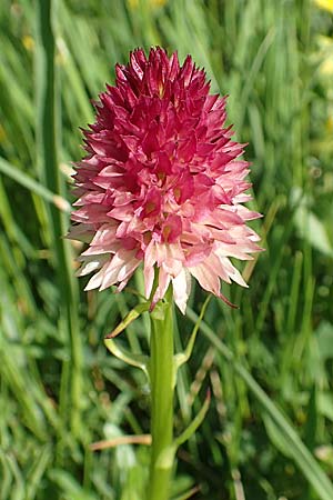 Nigritella lithopolitanica var. luciae \ Lucia-Kohlröschen / Lucia Vanilla Orchid, Slowenien/Slovenia,  Koschuta 7.7.2019 