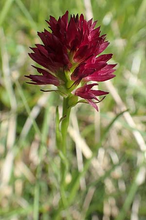 Nigritella hygrophila var. pauciflora / Few-Flowered Vanilla Orchid, Slovenia,  Koschuta 7.7.2019 