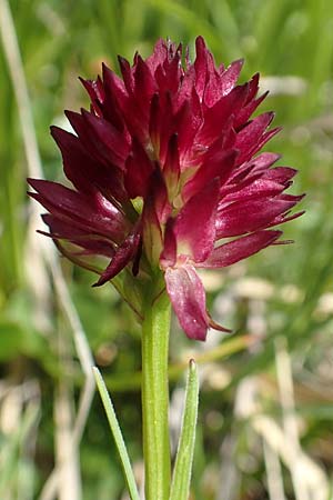 Nigritella hygrophila var. pauciflora / Few-Flowered Vanilla Orchid, Slovenia,  Koschuta 7.7.2019 