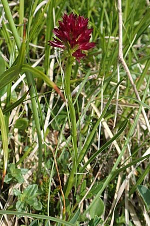 Nigritella hygrophila var. pauciflora / Few-Flowered Vanilla Orchid, Slovenia,  Koschuta 7.7.2019 