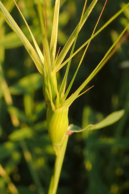 Aegilops biuncialis \ Zweizoll-Walch, Samos Potami 15.4.2017