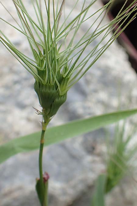 Aegilops umbellulata \ Doldiger Walch, Samos Spatharei 17.4.2017
