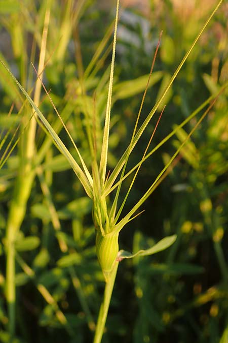 Aegilops biuncialis \ Zweizoll-Walch, Samos Potami 15.4.2017
