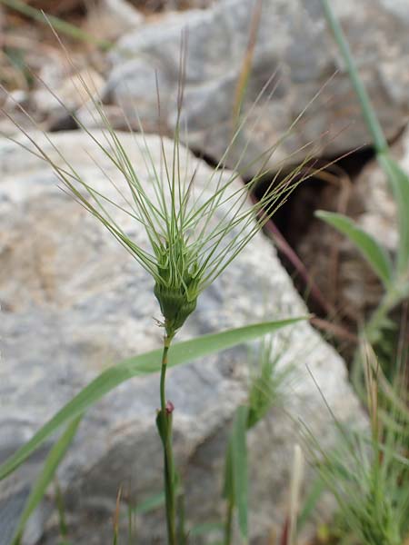 Aegilops umbellulata \ Doldiger Walch, Samos Spatharei 17.4.2017