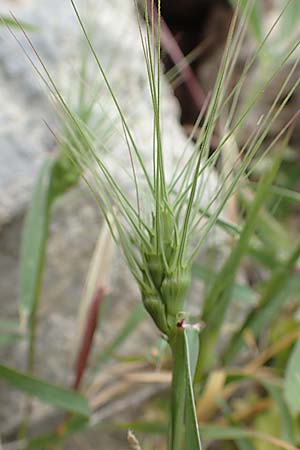 Aegilops umbellulata \ Doldiger Walch, Samos Spatharei 17.4.2017