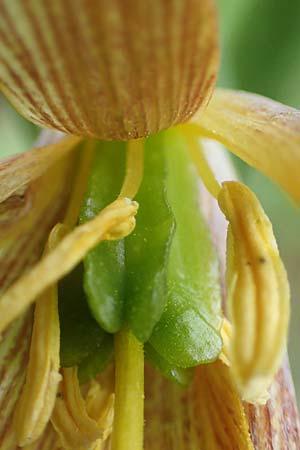 Fritillaria bithynica \ Bithynische Schachblume, Samos Mt. Ambelos 12.4.2017