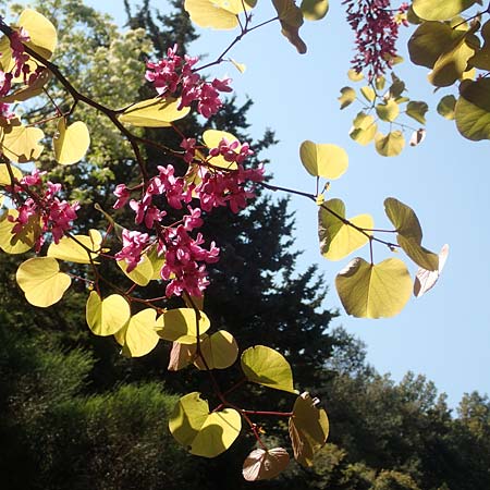Cercis siliquastrum \ Judasbaum, Samos Agios Konstantinos 14.4.2017