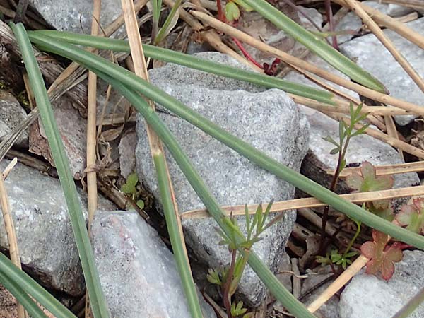Muscari kerkis \ Kerkis-Traubenhyazinthe / Kerkis Hyacinth, Samos Lazaros in Mt. Ambelos 12.4.2017