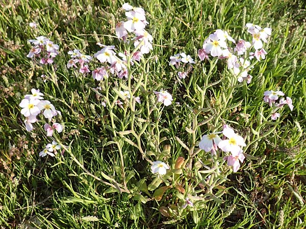 Malcolmia flexuosa \ Geschlngelte Meerviole, Samos Posidonia 11.4.2017