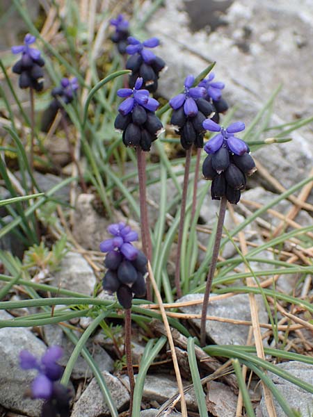 Muscari kerkis \ Kerkis-Traubenhyazinthe / Kerkis Hyacinth, Samos Lazaros in Mt. Ambelos 12.4.2017