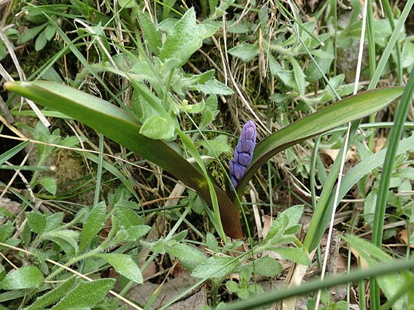 Scilla nivalis ? \ Schnee-Blaustern / Snow Squill, Samos Lazaros in Mt. Ambelos 12.4.2017