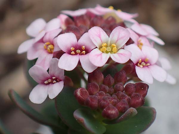 Aethionema saxatile subsp. creticum \ Kretisches Steint�schel / Cretan Candytuft, Samos Lazaros in Mt.  Ambelos 12.4.2017