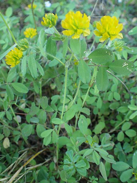 Trifolium boissieri \ Boissiers Klee / Boissier's Clover, Samos Kamara 16.4.2017