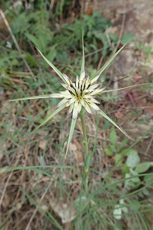 Tragopogon coelesyriacus \ Langschnbeliger Bocksbart / Long-Beaked Salsify, Samos Pyrgos 17.4.2017