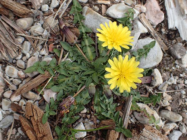 Taraxacum megalorhizon \ Dickwurzeliger L�wenzahn / Thick-Rooted Dandelion, Samos Lazaros in Mt. Ambelos 12.4.2017