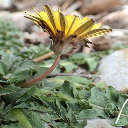 Taraxacum megalorhizon \ Dickwurzeliger L�wenzahn / Thick-Rooted Dandelion, Samos Lazaros in Mt. Ambelos 12.4.2017