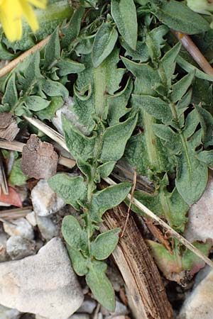 Taraxacum megalorhizon \ Dickwurzeliger L�wenzahn / Thick-Rooted Dandelion, Samos Lazaros in Mt. Ambelos 12.4.2017
