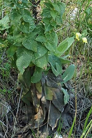 Verbascum ikaricum \ Ikaria-Knigskerze / Ikaria Mullein, Samos Agios Konstantinos 14.4.2017