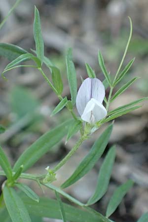 Vicia bithynica \ Bithynische Wicke / Bithynian Vetch, Samos Myloi 13.4.2017