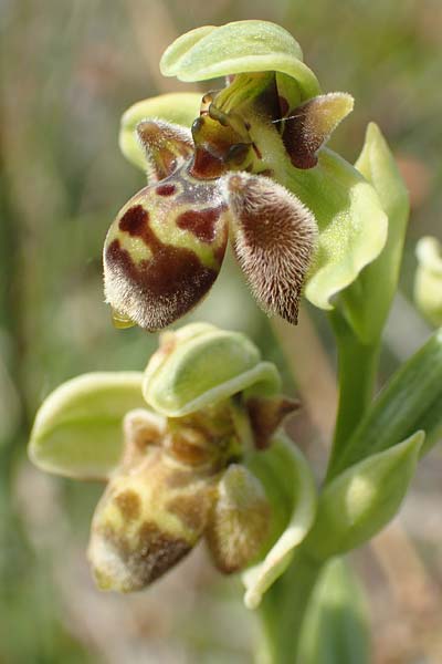 Ophrys bombyliflora x umbilicata, Samos,  Psili Ammos 16.4.2017 
